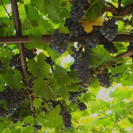 Rita アパート ツレス